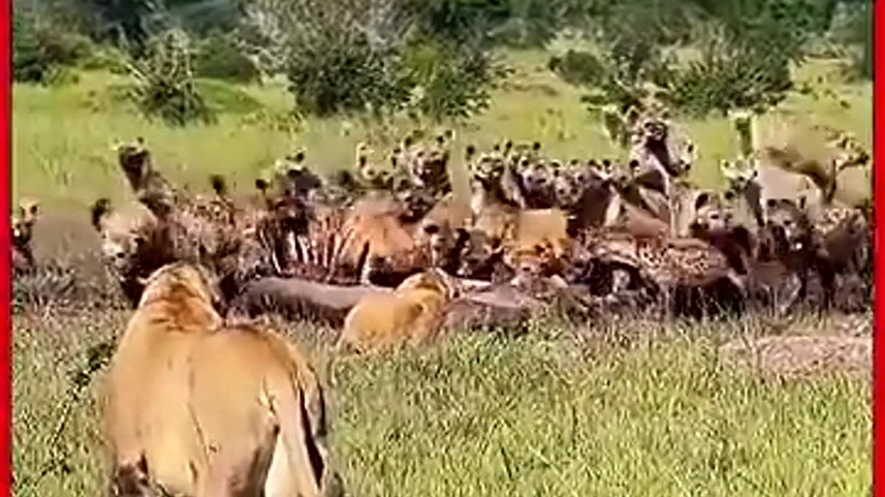 animals