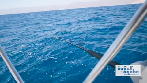 Fishing with Huge Squid as Bait to Catch Something Bigger