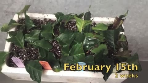 How To: Propagate Coffee Plant