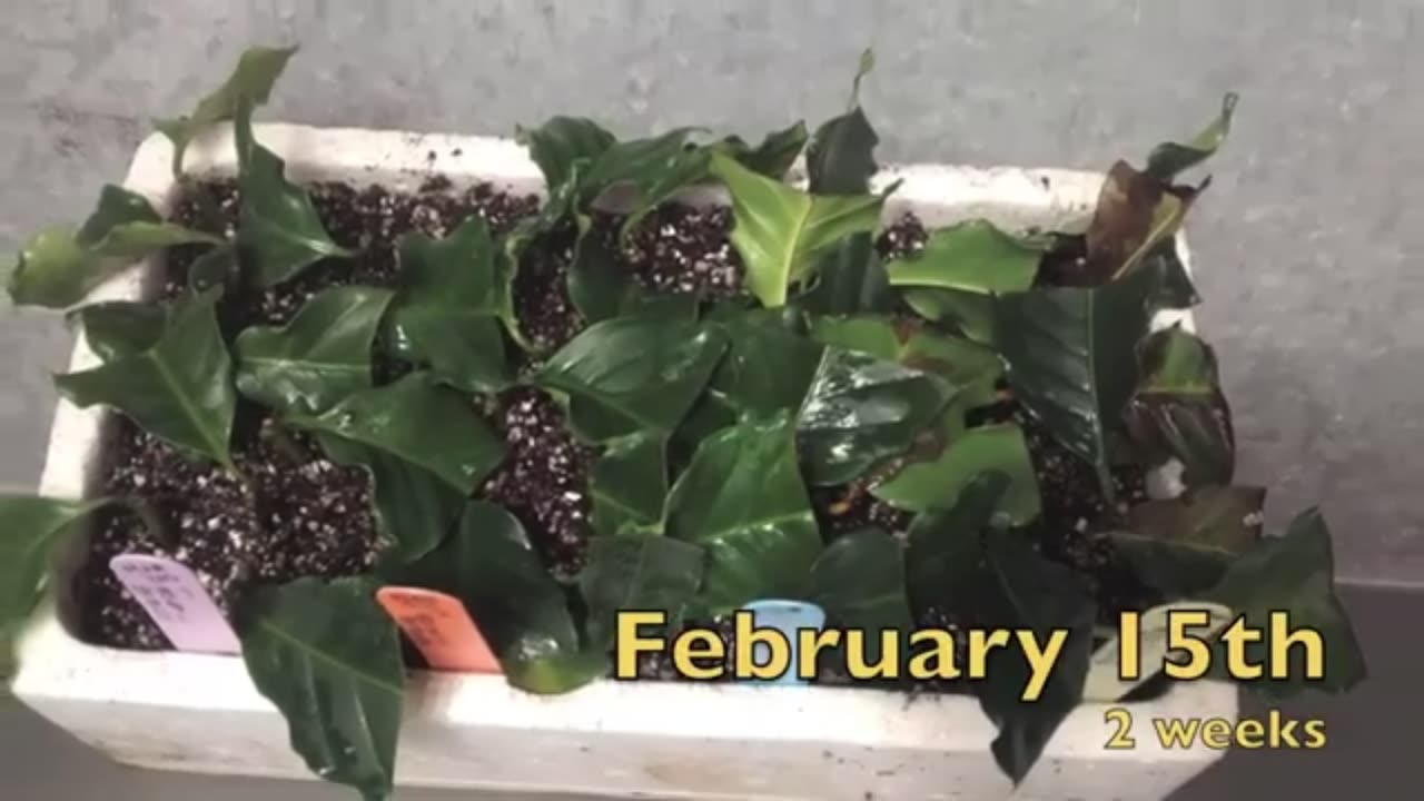 How To: Propagate Coffee Plant