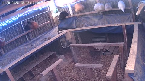 Friday Night Perch Up Part 2