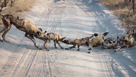 A painted dog partnership is connecting Niabi Zoo to Zimbabwe