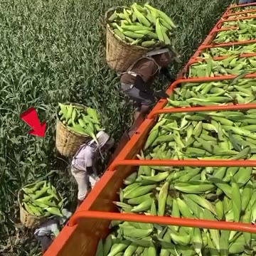 Amazing corn farming in China 😍
