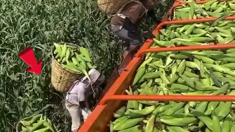 Amazing corn farming in China 😍