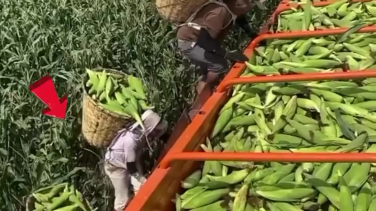 Amazing corn farming in China 😍