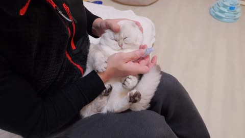 The kitten notices something is wrong with his sibling and immediately comes running over_