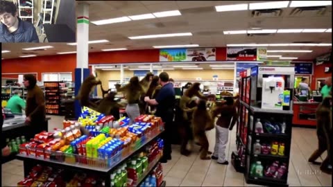Over 5 Monkeys Roam Around A Convenience Store Fake Funny Parody Video With Live Commentary
