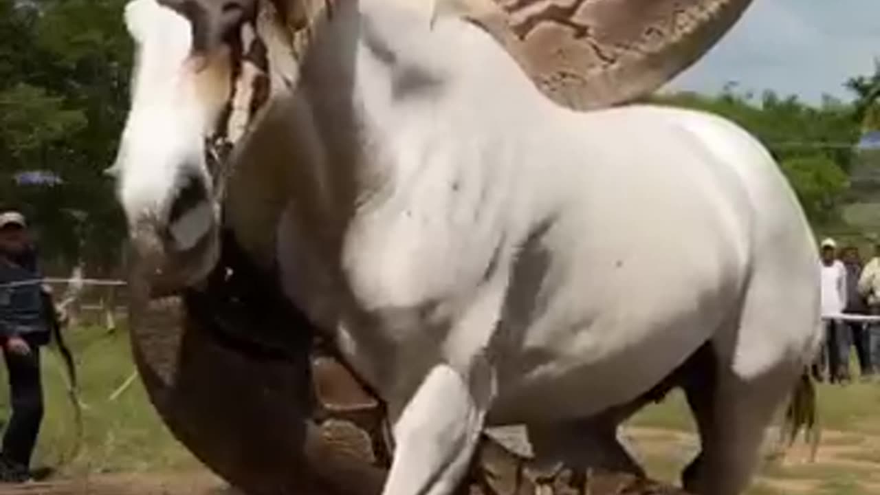 Wildlife Attack Caught on Camera! Man Saves Horse from Giant Snake