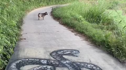 3D painting giant snake in the road