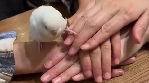 Parrot be like I am in guys