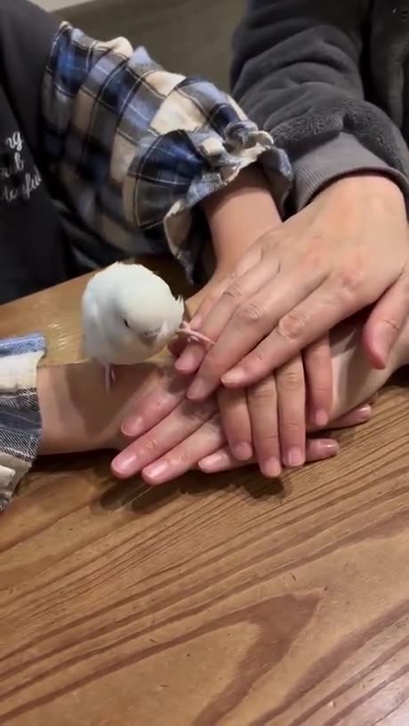 Parrot be like I am in guys