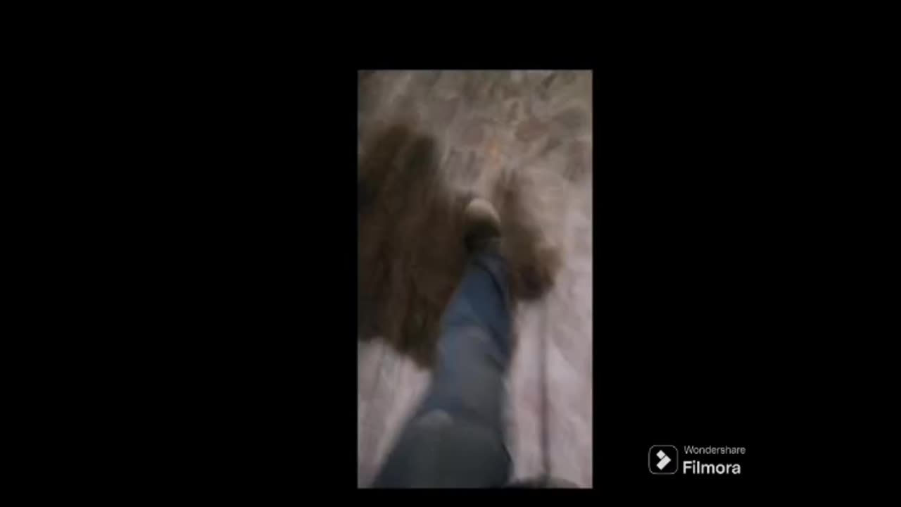 Hemeroteca 2024: Nos intentan atropellar a mi perro y a mí