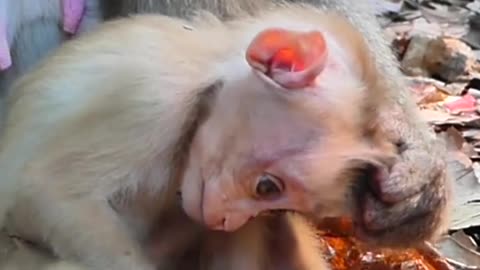 Monkey video short video