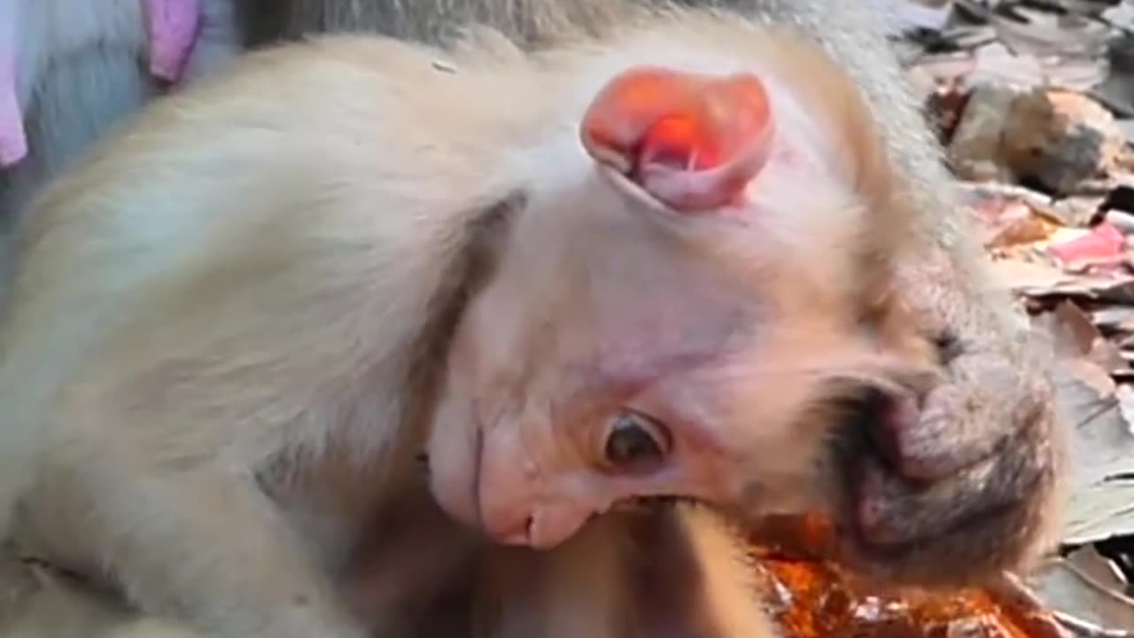 Monkey video short video
