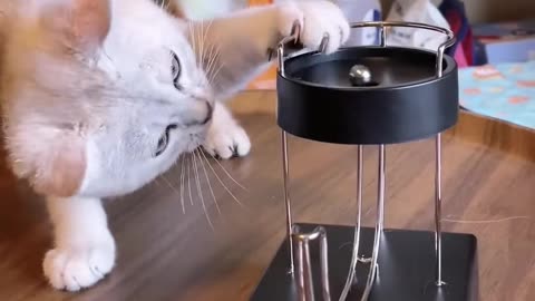 funny-cats-and-dogs-videos