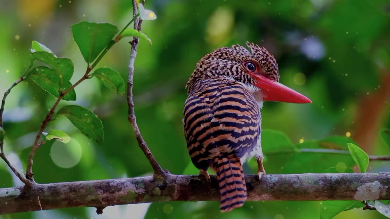 ""Most Colorful Birds in the World | Stunning Birds in 4K UHD"