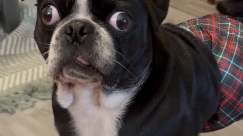 Dog Reacts to My Cheesy Joke