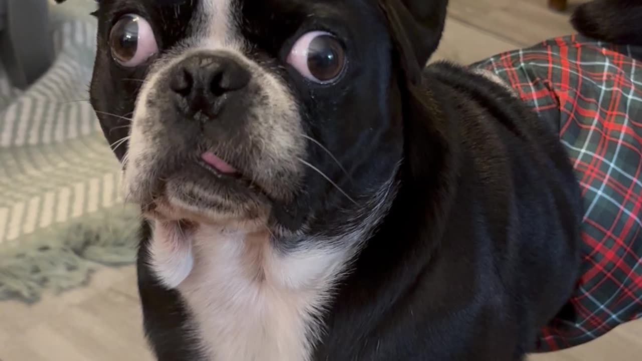 Dog Reacts to My Cheesy Joke