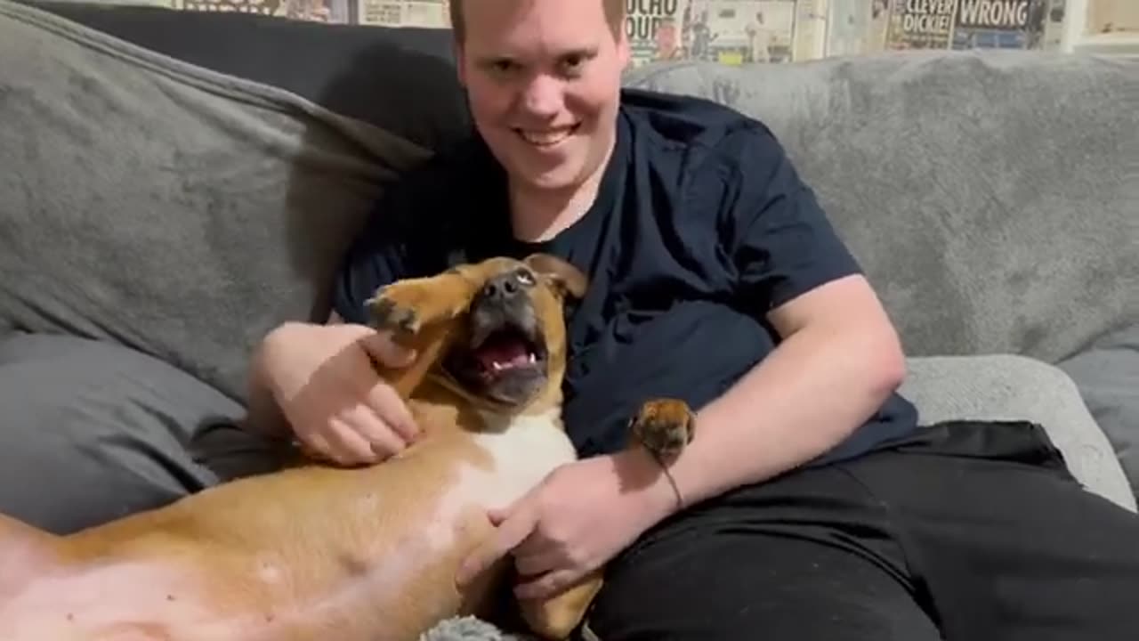 Have You Ever Seen a Dog Laugh? || Funny Dog