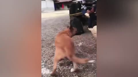 funny animals