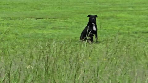 Two black dogs.