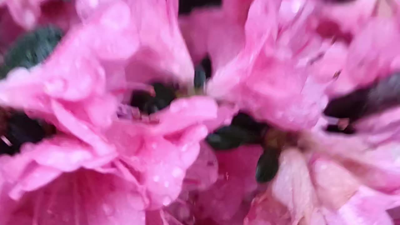 ¡Feliz Día de las Madres!