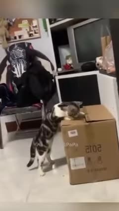 this-video-will-make-you-lolviralvideo-funny-pets-cute-cat-dog-trending-lolshorts-foryou