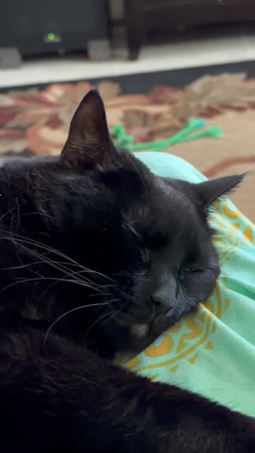 Cute Precious Piper Keeps Me Warm - My Adopted Shelter Cat Vlog. #shorts