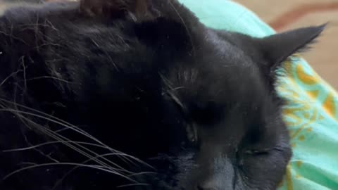 Cute Precious Piper Keeps Me Warm - My Adopted Shelter Cat Vlog. #shorts