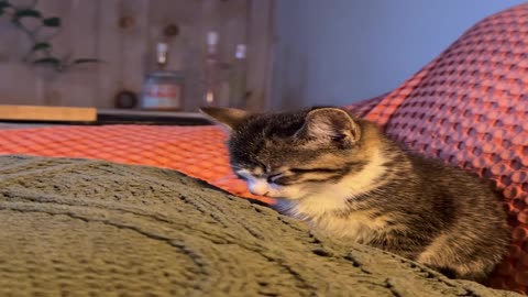 Buffalo the Kitty Gets the Eepys