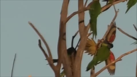 Fighting Lorikeets 20