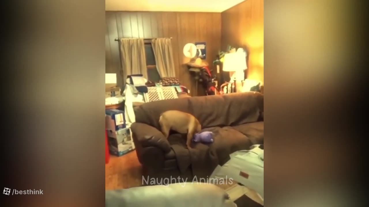 funny animal videos