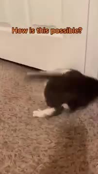 This is Proof Cat is Liquid | FUNNY CAT VIDEOS #catshorts #cat #catvideos #funnycat #catlife