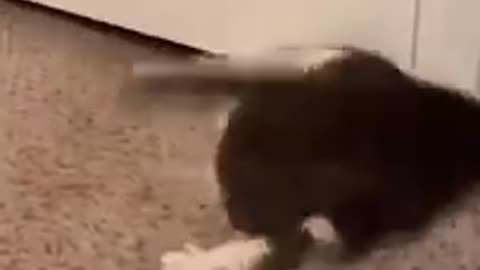 This is Proof Cat is Liquid | FUNNY CAT VIDEOS #catshorts #cat #catvideos #funnycat #catlife