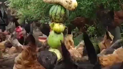Chicken flock feast