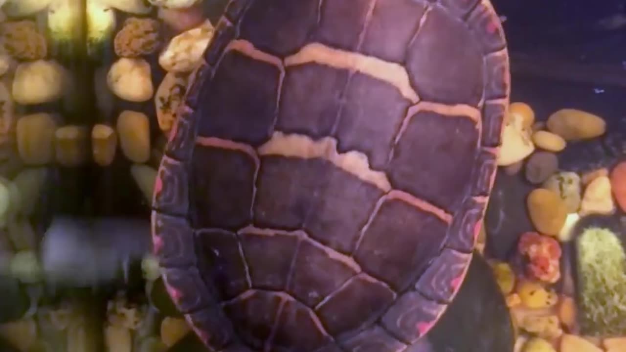 🐢😂 Watch This Turtle's Hilarious Dance Move! | FeedMyCuriosity