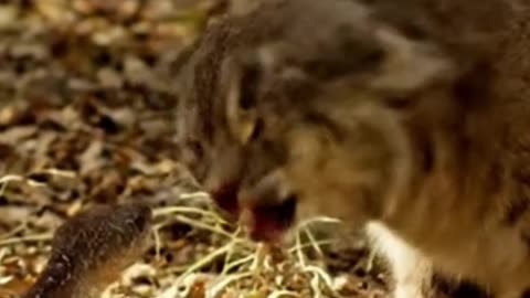 🐾 Bobcat vs 🐍 Diamondback Rattlesnake | Nature’s Survival Lesson Explained | By She Zan Mahmud
