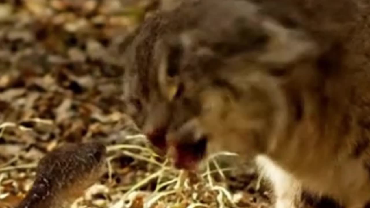 🐾 Bobcat vs 🐍 Diamondback Rattlesnake | Nature’s Survival Lesson Explained | By She Zan Mahmud