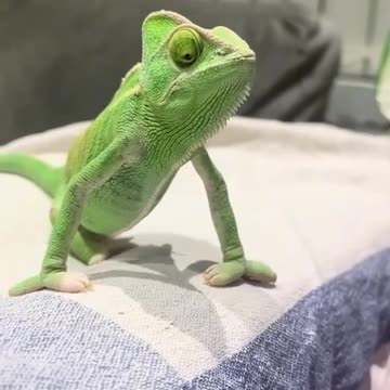 This man rescued a weak chameleon lying on the road