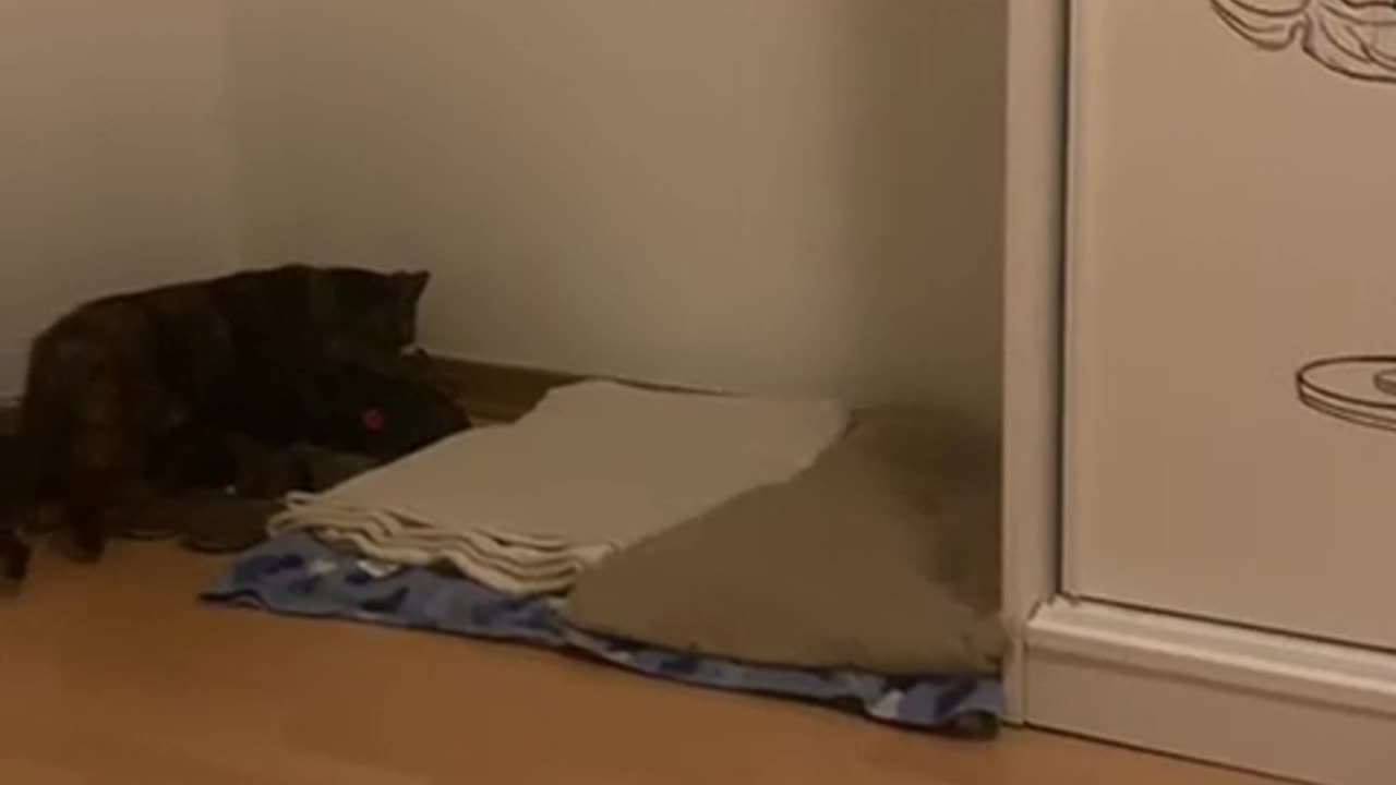 Cat settling into new home