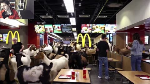 Outtake #1,038 Of Over 15 Sheep Roam Around A McDonald's Restaurant Fake Funny Parody Video
