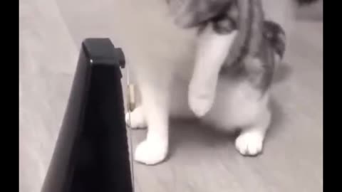 animal funny