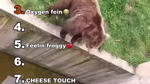 Funny animals