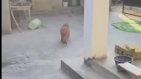 Monkey 🐒 Vs dog 🐕