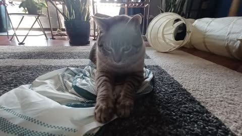 Cat vs. String: Ultimate Playtime 😂🐾