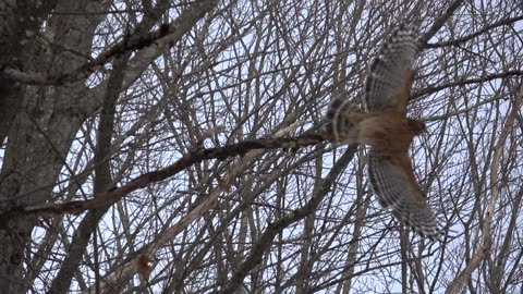 Red-shouldered hawk