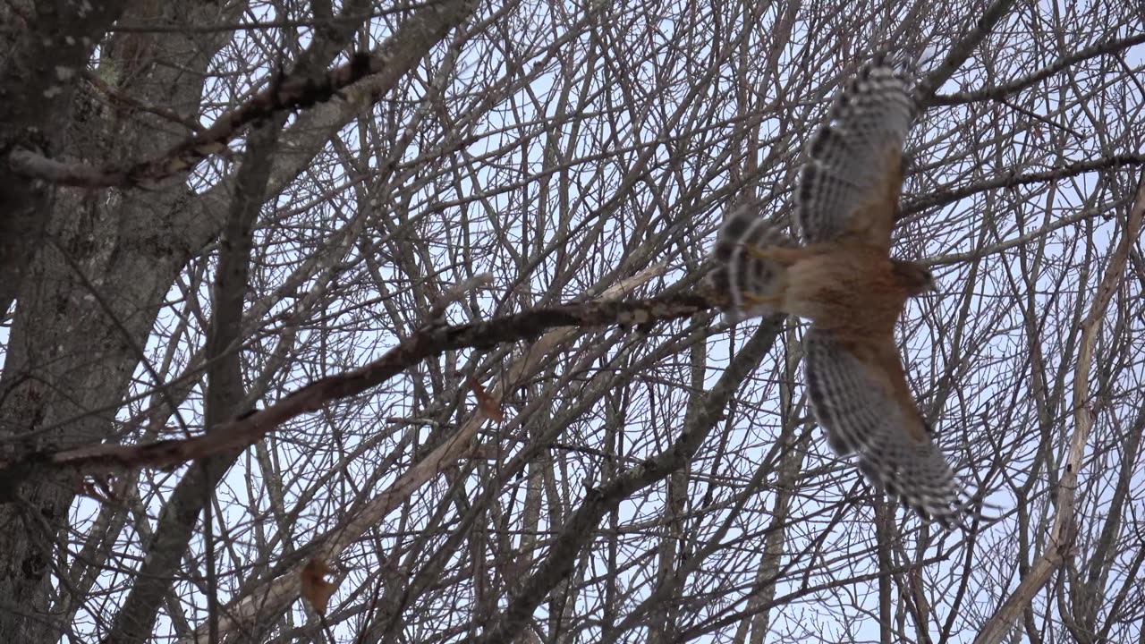 Red-shouldered hawk