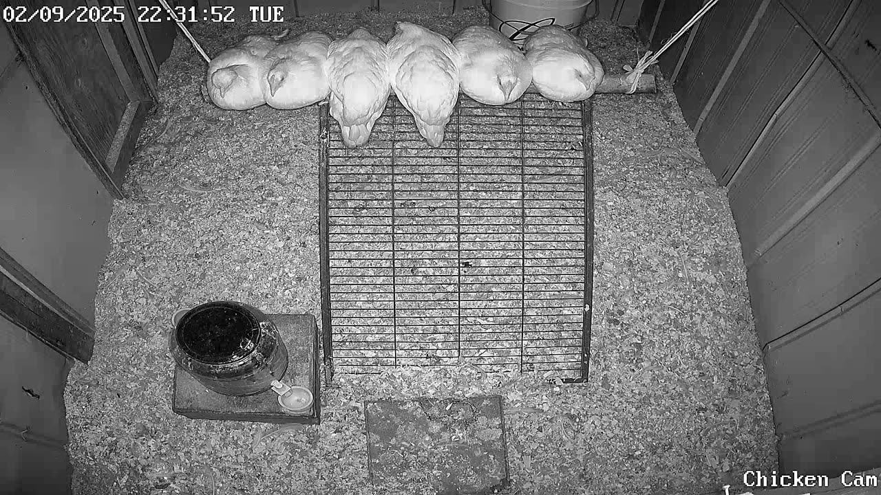 Millar Time Chicken Cam