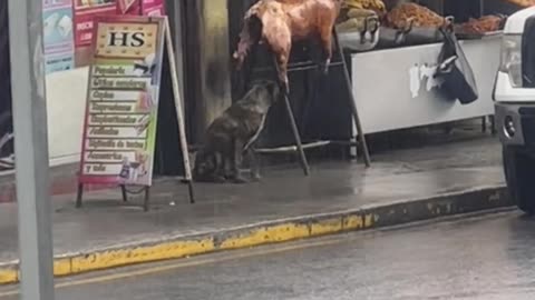 Sneaky Dog Eats Roasted Pig