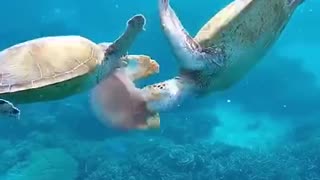 Turtle feast